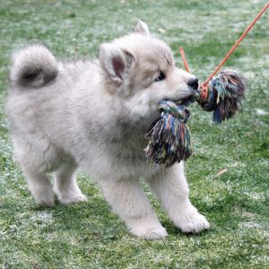 Evrazijec mladiček se igra pri novih lastnikih