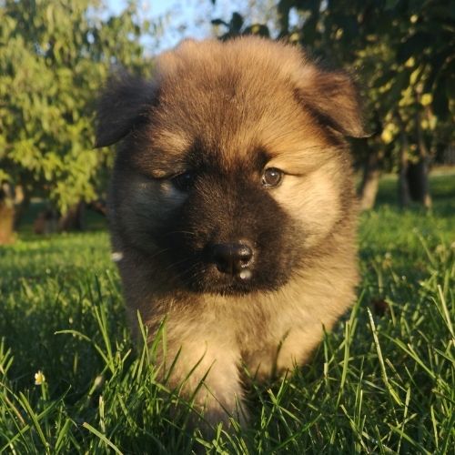 Kostanjeva barva evrazijca