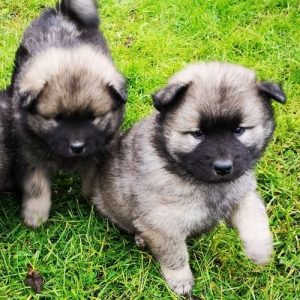 Kuzki v psarni Eurobisern