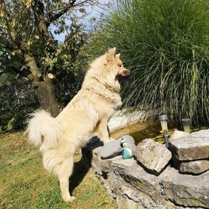 Svetla barva evrazijca