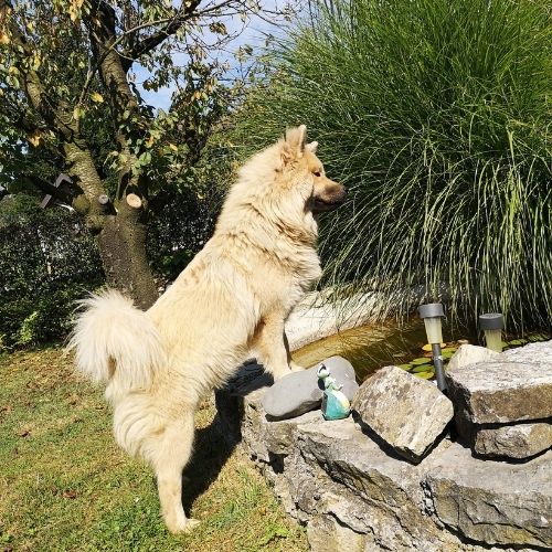 Svetla barva evrazijca