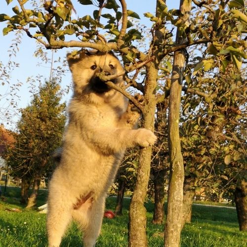 Evrazijec ogleduje svoj teren