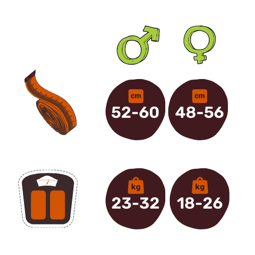 Glavne značilnosti evrazijcev