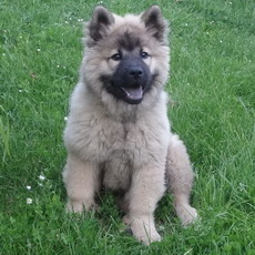 Ira Eurobisern Mladiček